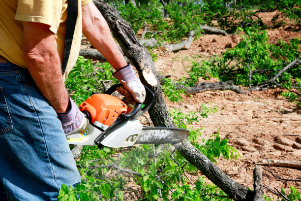 The Steps Involved in Our Tree Care Process in Belgrade, MT